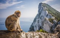 Gibraltar's most known inhabitant.